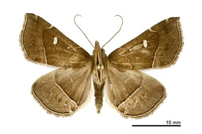 棕胸鬚裳蛾 Cidariplura gladiata 雄蟲