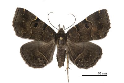 Cidariplura nigristigmata 雌蟲