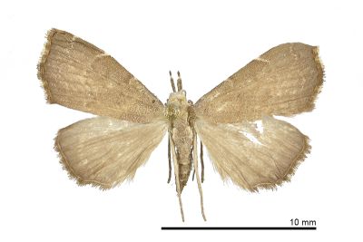 Ectogonia butleri 雌蟲