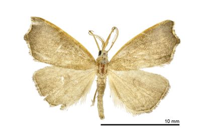 Ectogonia butleri 雄蟲