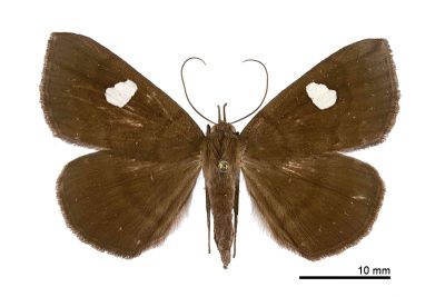 白腎鬚裳蛾 Edessena gentiusalis 雌蟲