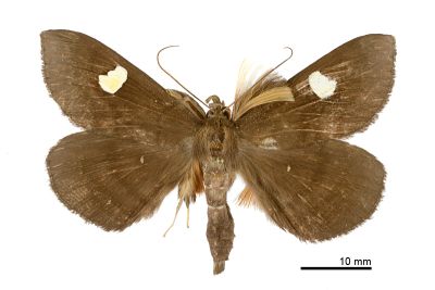 白腎鬚裳蛾 Edessena gentiusalis 雄蟲