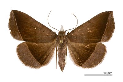 雙分紫衫裳蛾 Hadennia hisbonalis 雌蟲
