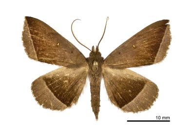 雙分紫衫裳蛾 Hadennia hisbonalis 雄蟲