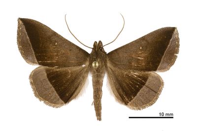 雙分紫衫裳蛾 Hadennia hisbonalis 雄蟲