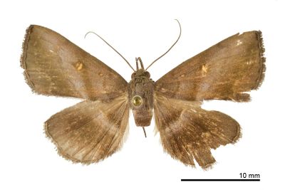 泛紫衫裳蛾 Hadennia hypenalis 雌蟲