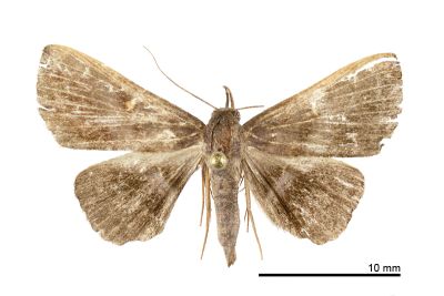 泛紫衫裳蛾 Hadennia hypenalis 雌蟲