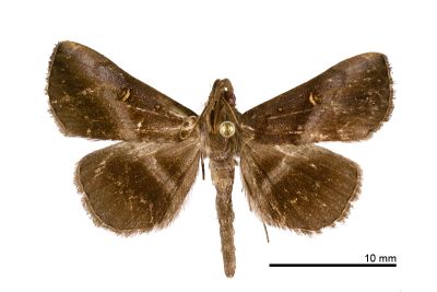 泛紫衫裳蛾 Hadennia hypenalis 雄蟲