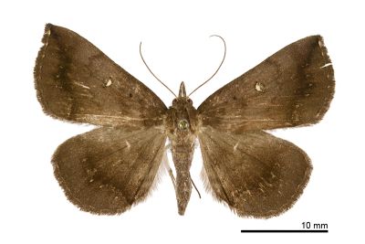 賴氏紫衫裳蛾 Hadennia loganlaii 雌蟲