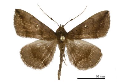 賴氏紫衫裳蛾 Hadennia loganlaii 雄蟲