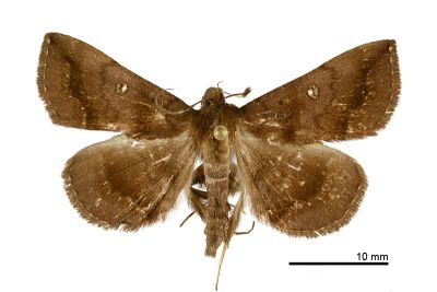 賴氏紫衫裳蛾 Hadennia loganlaii 雄蟲