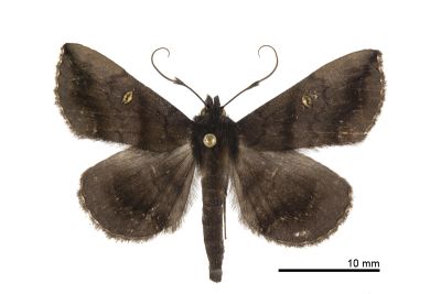 賴氏紫衫裳蛾 Hadennia loganlaii 雄蟲