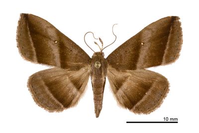 大斜線紫衫裳蛾 Hadennia macrobliqua 雌蟲