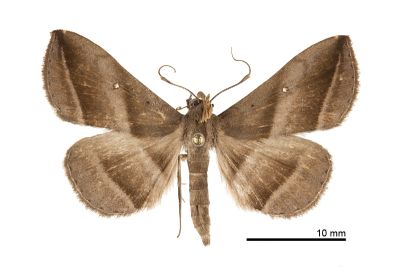 大斜線紫衫裳蛾 Hadennia macrobliqua 雄蟲