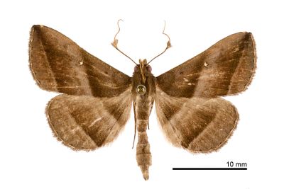 大斜線紫衫裳蛾 Hadennia macrobliqua 雄蟲