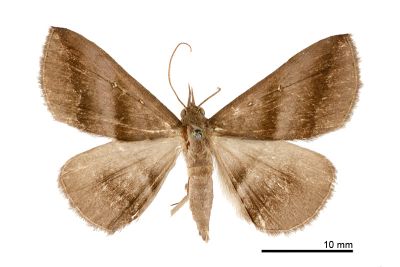 深山紫衫裳蛾 Hadennia montana 雄蟲
