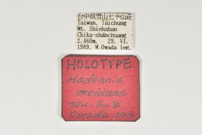 深山紫衫裳蛾 Hadennia montana