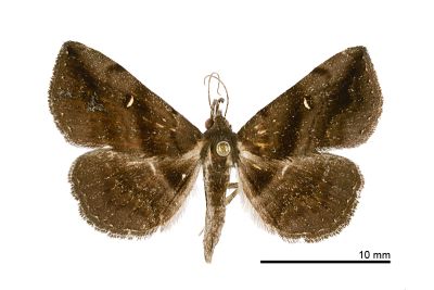黯紫衫裳蛾 Hadennia mysalis 雌蟲