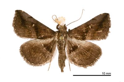 黯紫衫裳蛾 Hadennia mysalis 雄蟲