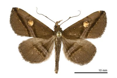 大黃斑紫衫裳蛾 Hadennia ochreistigma 雄蟲