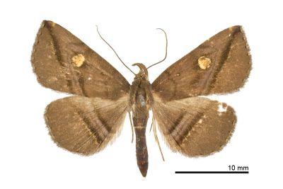 大黃斑紫衫裳蛾 Hadennia ochreistigma 雌蟲