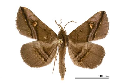大黃斑紫衫裳蛾 Hadennia ochreistigma 雄蟲
