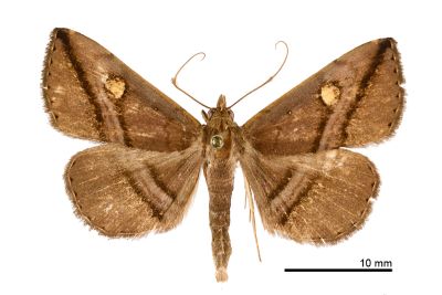 大黃斑紫衫裳蛾 Hadennia ochreistigma 雄蟲