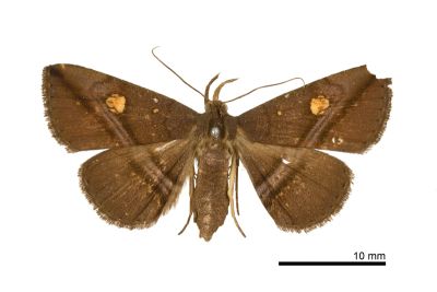 大黃斑紫衫裳蛾 Hadennia ochreistigma 雌蟲