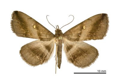 亞異紫衫裳蛾 Hadennia subincongruens 雌蟲