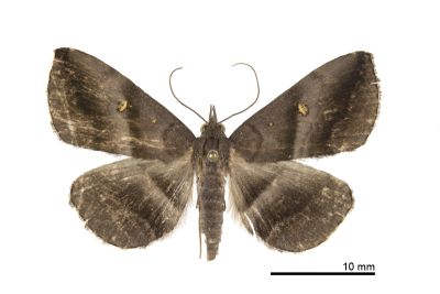 亞異紫衫裳蛾 Hadennia subincongruens 雌蟲