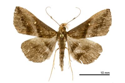 亞異紫衫裳蛾 Hadennia subincongruens 雄蟲