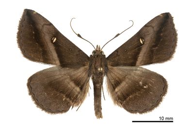 台大紫衫裳蛾 Hadennia taiwanogigatea 雄蟲