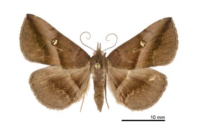 台大紫衫裳蛾 Hadennia taiwanogigatea 雌蟲