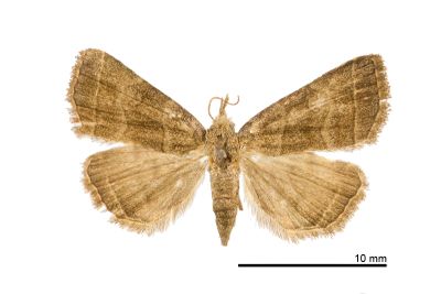灰紋簞鬚裳蛾 Herminia annulata 雌蟲