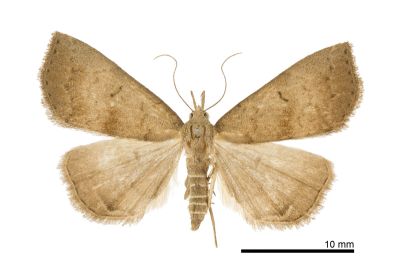 短斑簞鬚裳蛾 Herminia decipiens 雌蟲