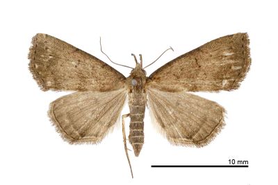 短斑簞鬚裳蛾 Herminia decipiens 雌蟲
