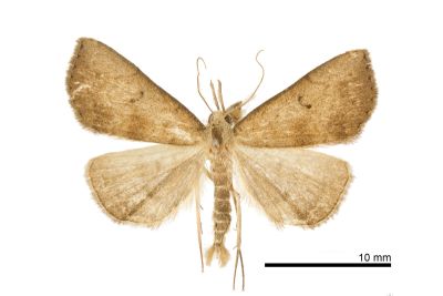 短斑簞鬚裳蛾 Herminia decipiens 雄蟲