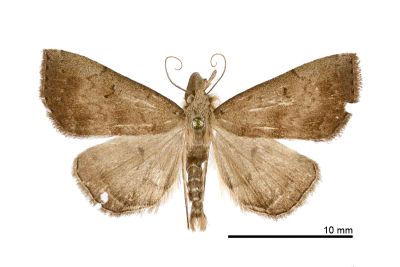 短斑簞鬚裳蛾 Herminia decipiens 雄蟲