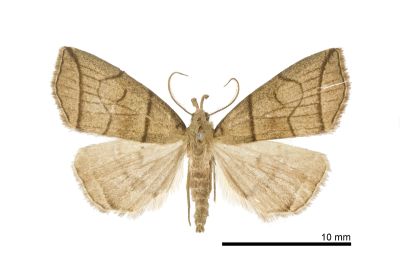 角簞鬚裳蛾 Herminia grisealis 雄蟲