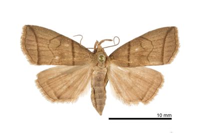 角簞鬚裳蛾 Herminia grisealis 雌蟲