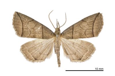 角簞鬚裳蛾 Herminia grisealis 雄蟲