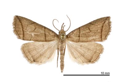 角簞鬚裳蛾 Herminia grisealis 雄蟲