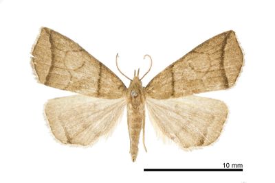 角簞鬚裳蛾 Herminia grisealis 雄蟲