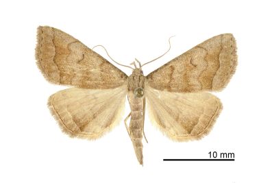Herminia vermiculata 雄蟲
