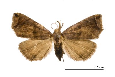 雙弧瓢鬚裳蛾 Hipoepa biasalis 雌蟲