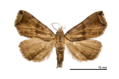 雙弧瓢鬚裳蛾 Hipoepa biasalis 雄蟲