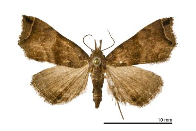 雙弧瓢鬚裳蛾 Hipoepa biasalis 雌蟲