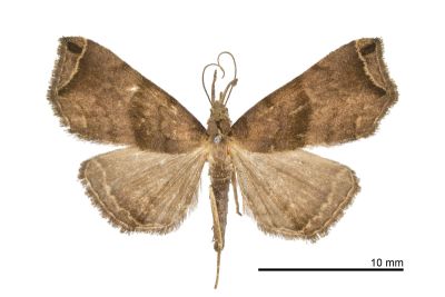 雙弧瓢鬚裳蛾 Hipoepa biasalis 雄蟲
