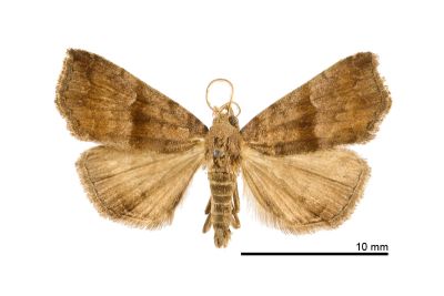 中瓢鬚裳蛾 Hipoepa fractalis 雄蟲