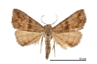 中瓢鬚裳蛾 Hipoepa fractalis 雄蟲